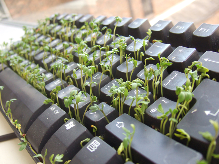 Cress_keyboard-3_sprouting_other_side
